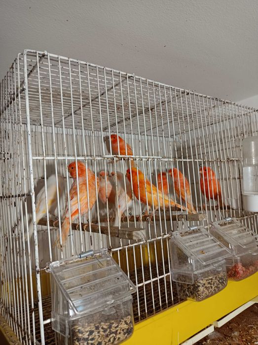 Vendo lote canários