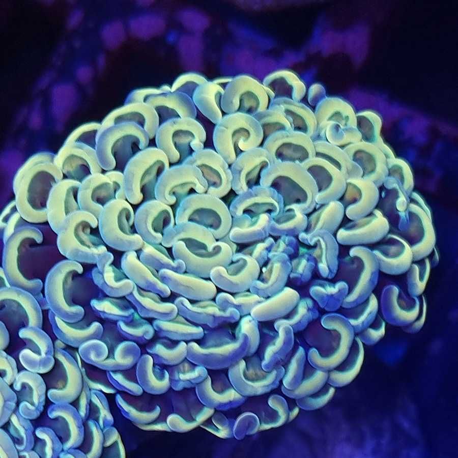 Euphyllia Ancora Old Gold akwarium morskie koralowce Korale.Pro