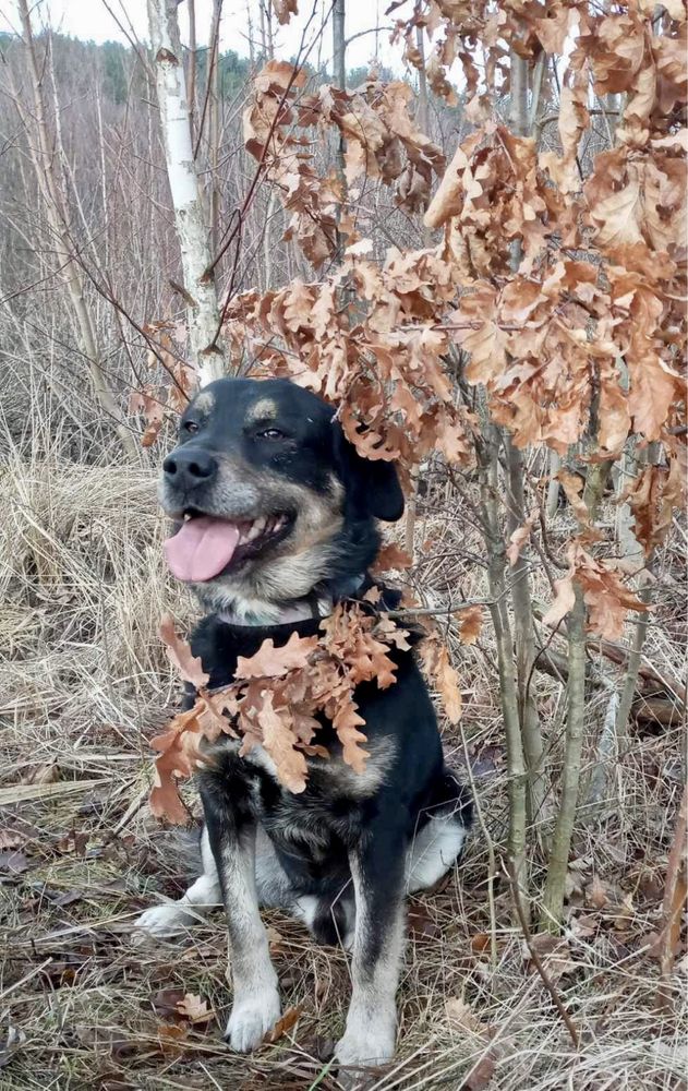 Cudowny piesek Łapek szuka domku