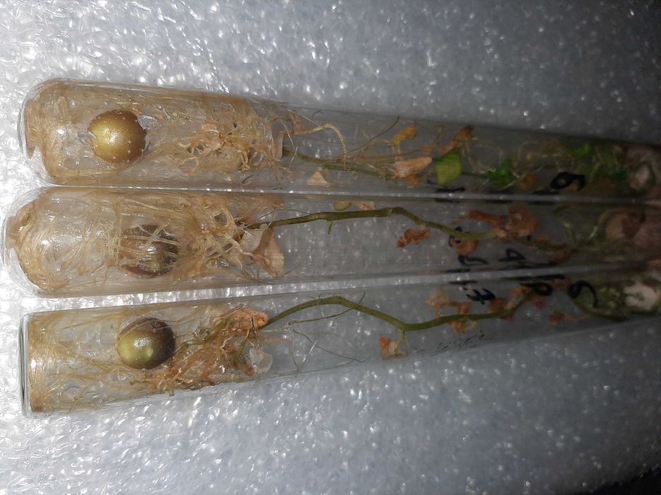 Картопля еліта  сорт Княгиня