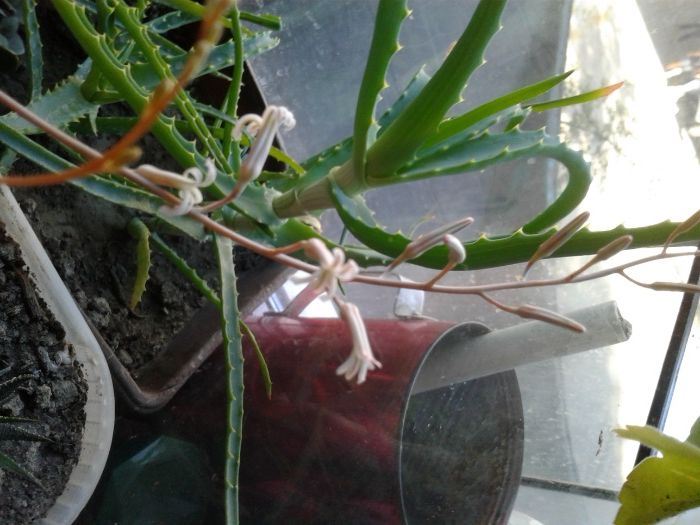 Суккуленты (хавортия), цветёт