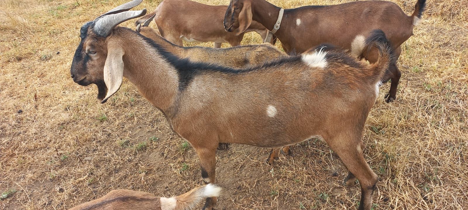 Anglo Nubiano - Cabrito com 11 meses