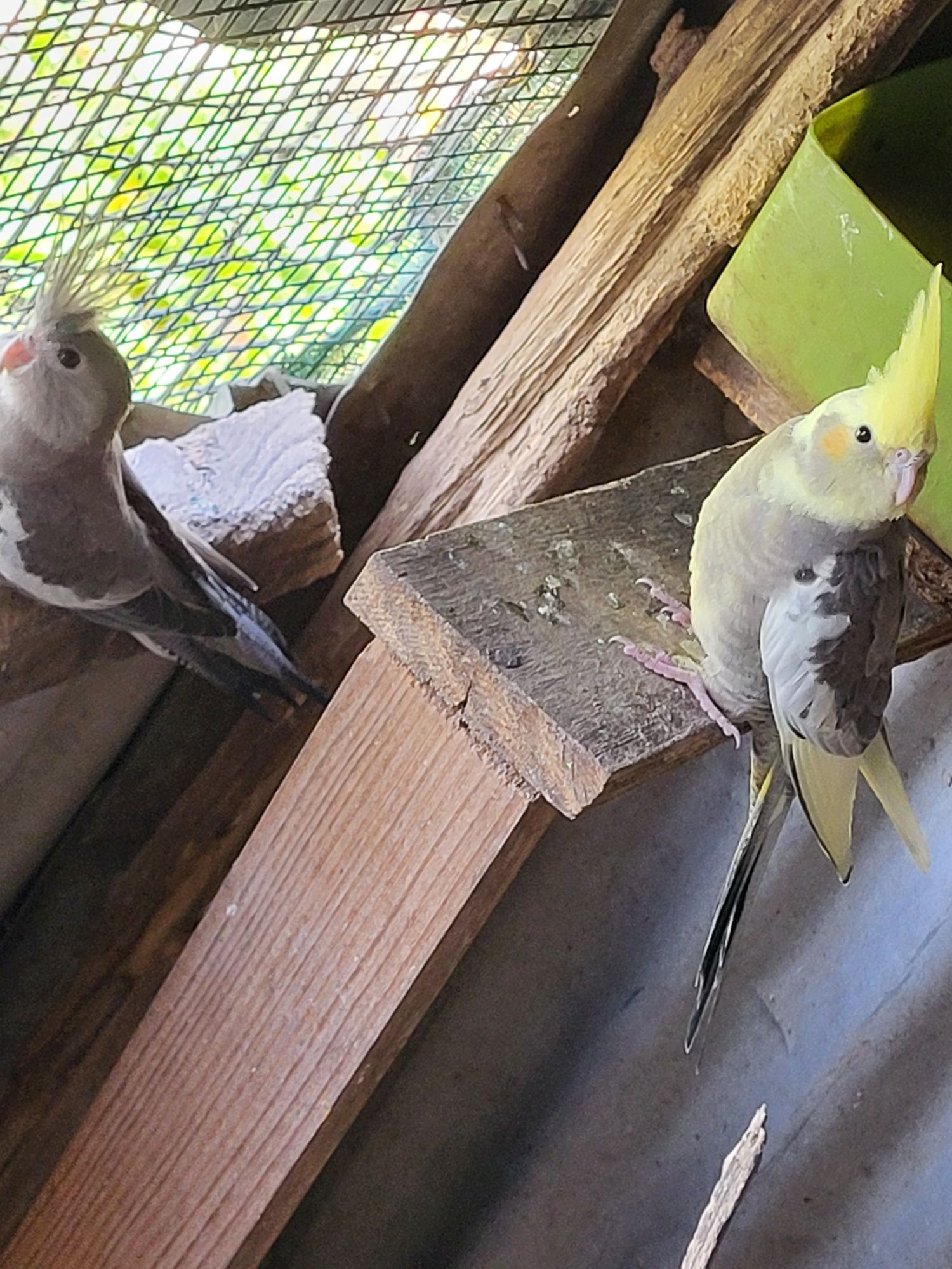 Caturras e kakarikis