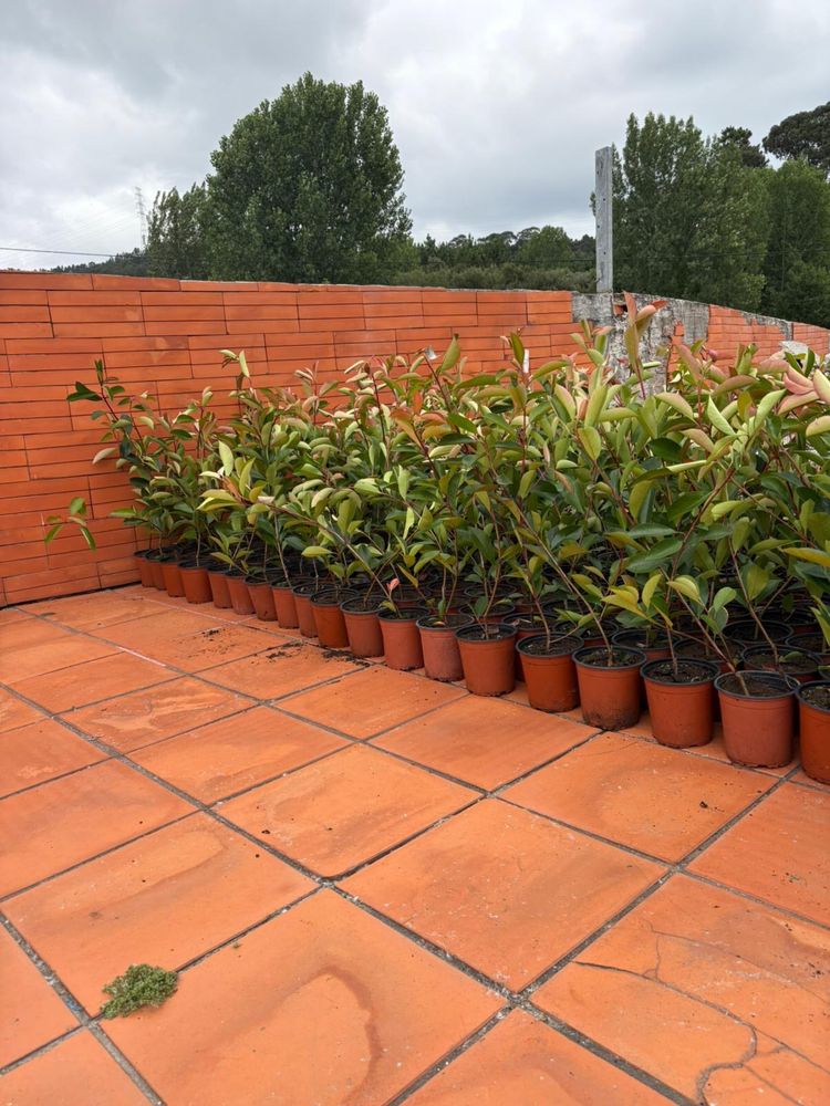 Photinias envasadas