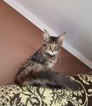 Maine Coon kocięta