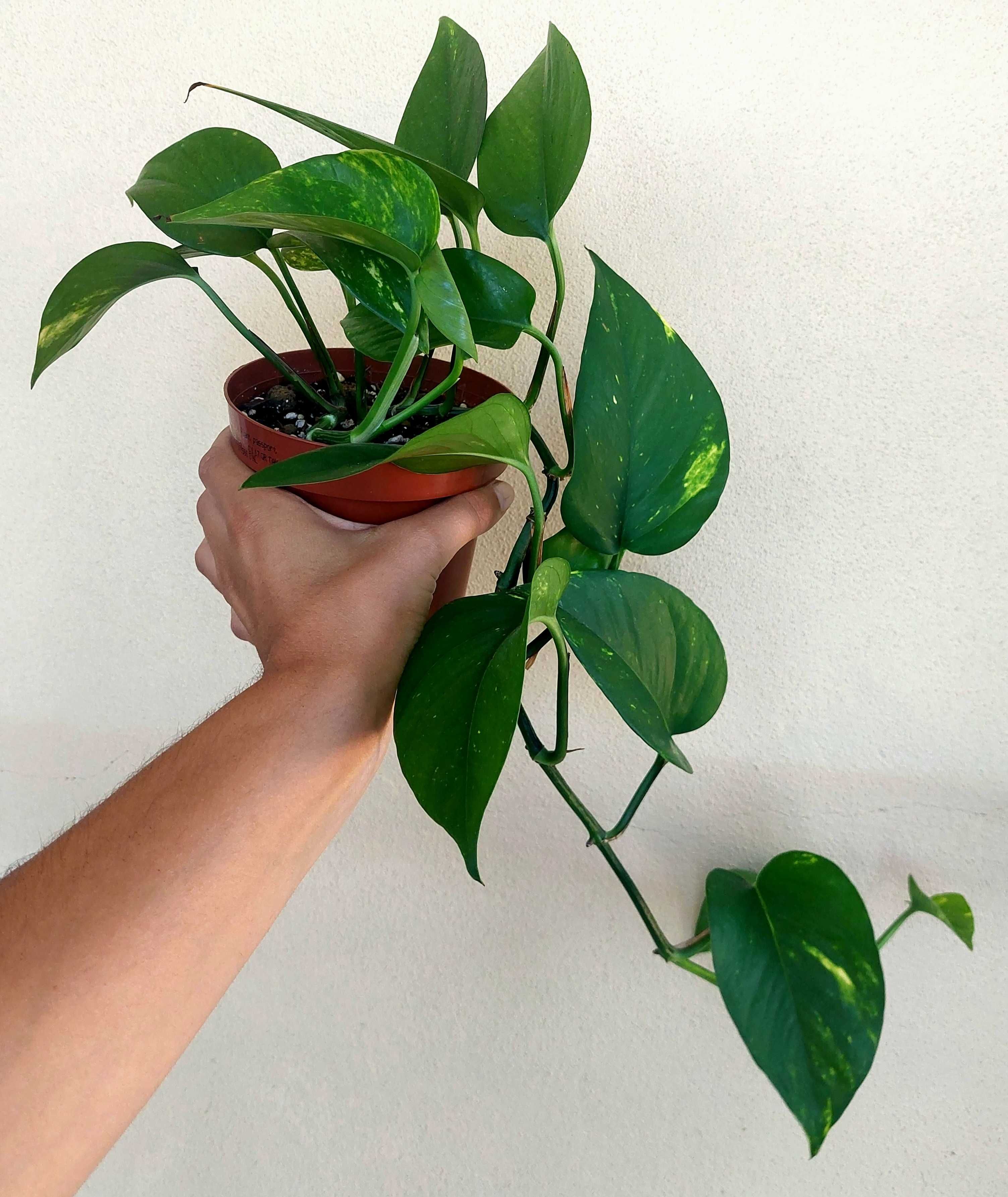Planta Epipremnum aureum