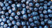 Aronia Darmowa Dostawa Polski SUPERFOOD Idealna na soki przetwory