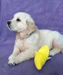 Piesek/chłopiec | Golden retriever | Metryka ZKwP | Badania dysplazja