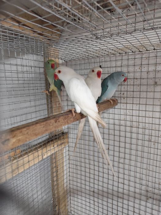 2 ring necks - albino e pálido azul