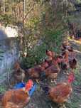 Galos Caseiros, criados em ambiente natural.