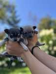 Chihuahua cudowna suczka rezerwacja