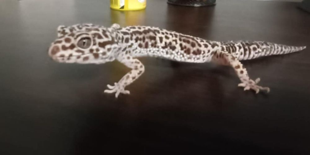 Samica gekona lamparciego