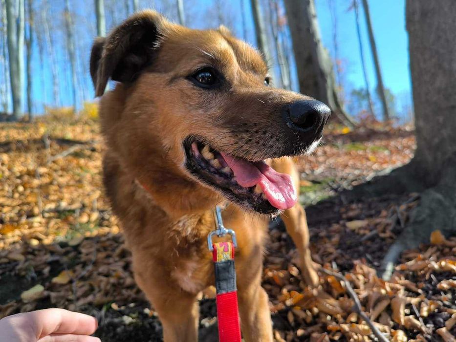 Dostojny piesek prosi o dom