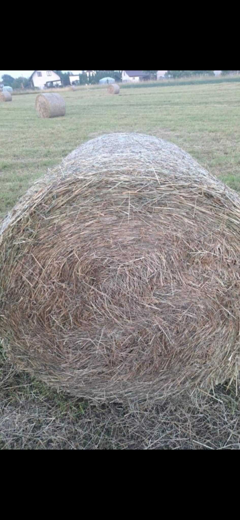 siano dobrej jakości bale 130 x 120