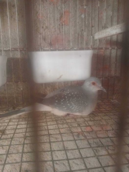 Vendo casal rolas diamante