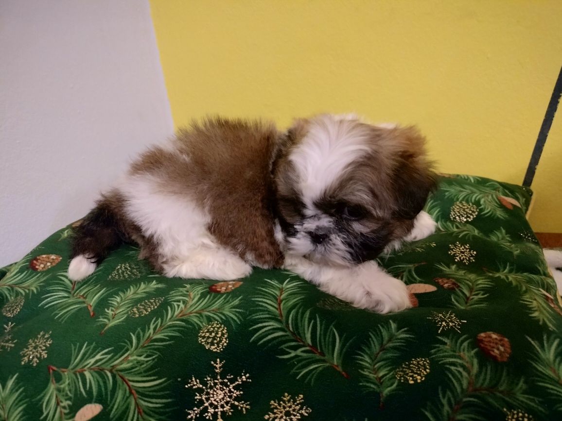Szczeniaczek piesek rasy Shih tzu
