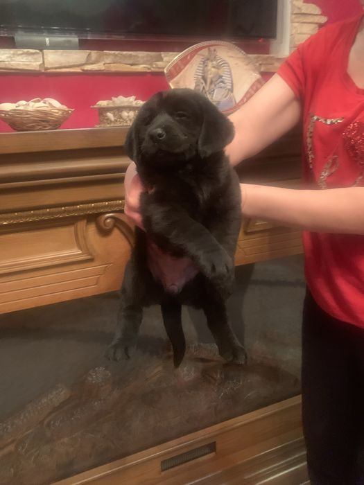 Грайливі Лабрадорчики