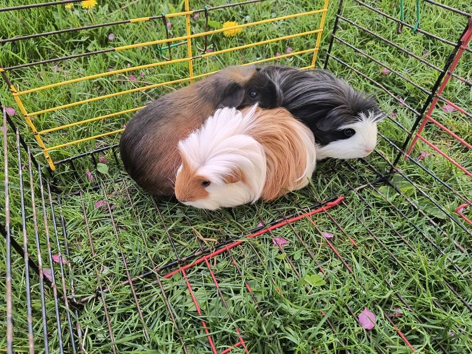 Свинка морская Коронет и Крестед