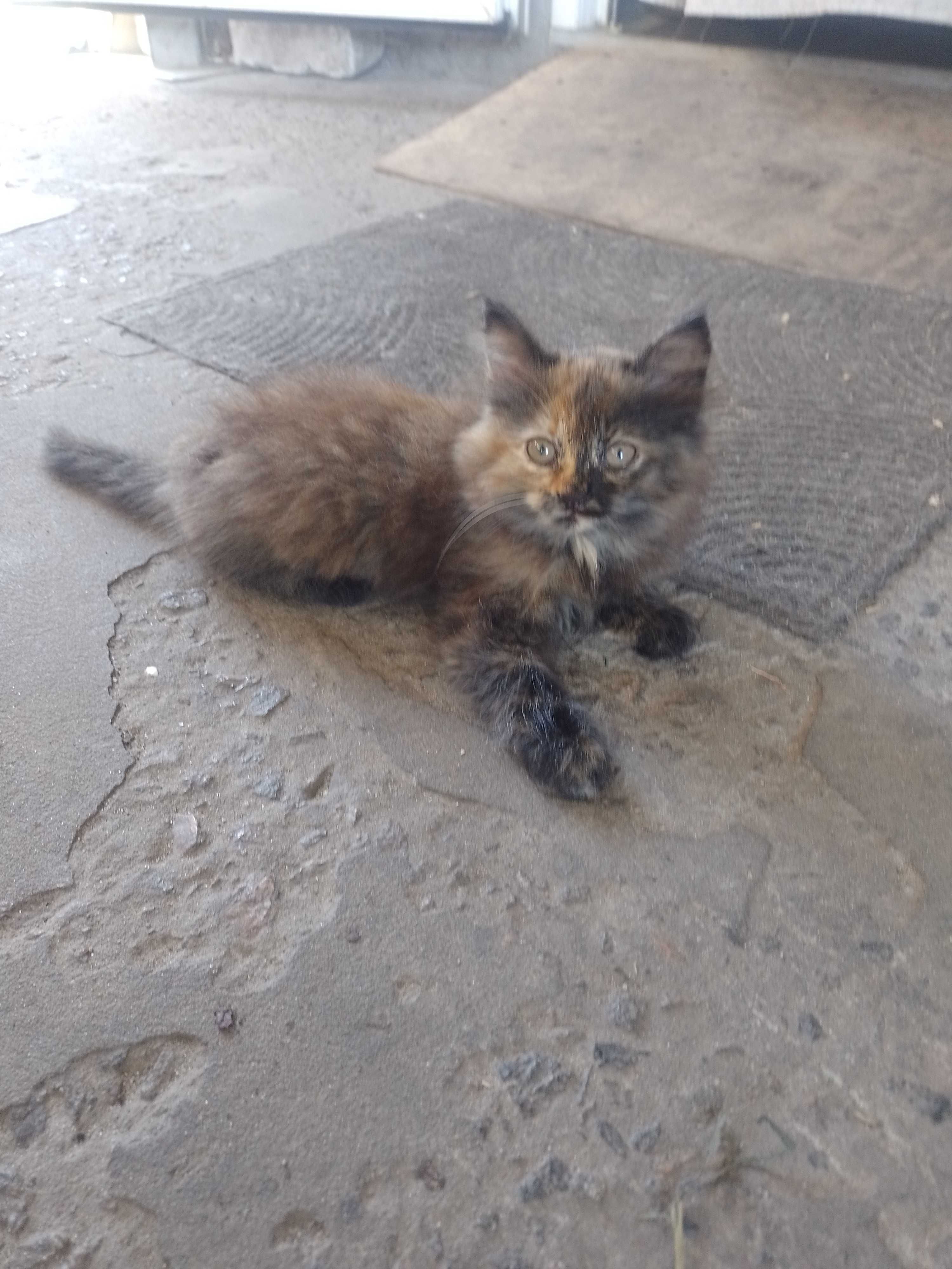 Коти вітдам в хороші руки