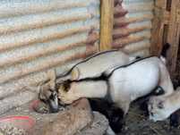 Casal de cabras anas mochas