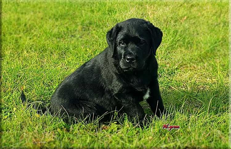Labrador Retriever  czarny piesek ZKwP/FCI