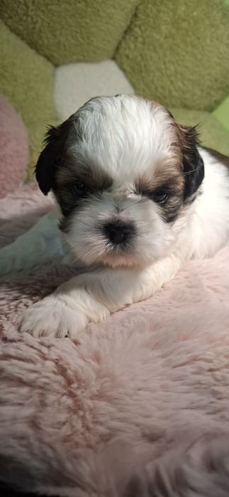 Piesek shih tzu tricolor
