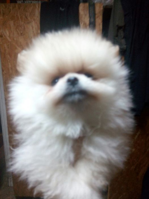 Щенки в тип мішка! До свят. Львів