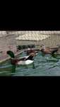 Vendo Patos Rouen