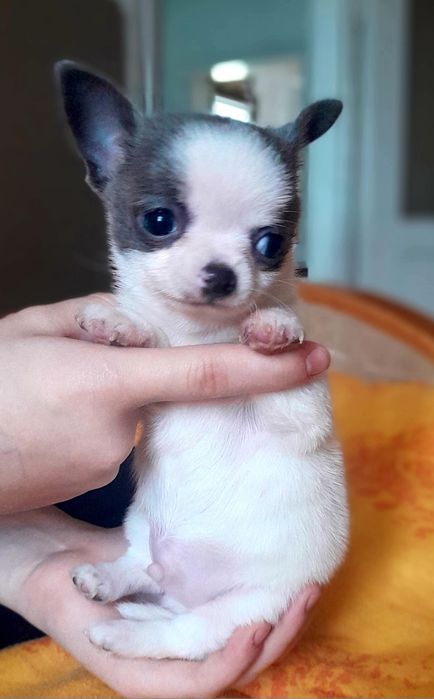 Chłopiec rasy chihuahua w kolorze niebiesko-białym.