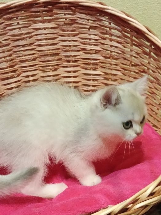 Потішний хлопчик вільний