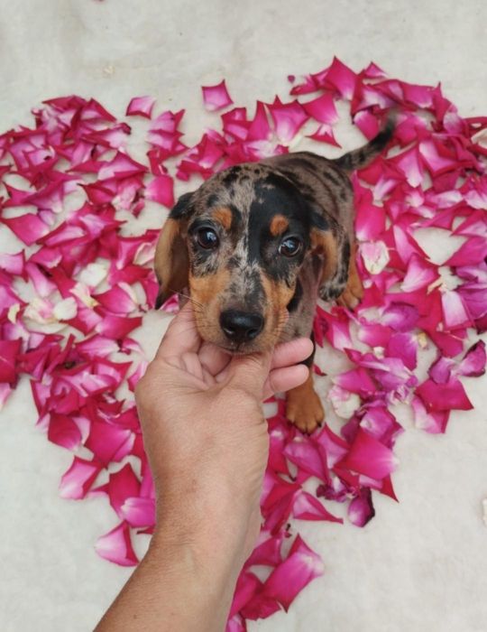 Шикарна мраморна дівчинка готова до переїзду