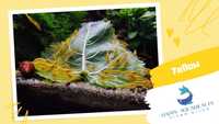 15 Camarões Neocaridina Yellow