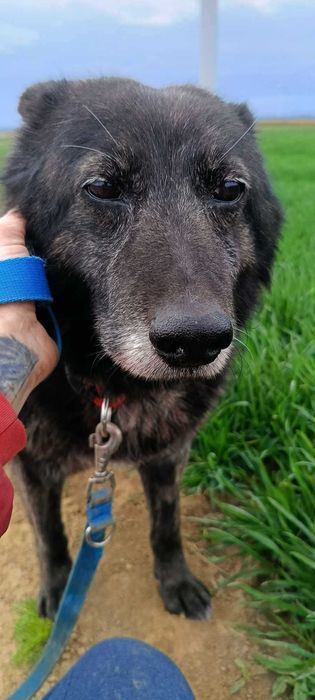 Adopcja Cezary i jesień życia