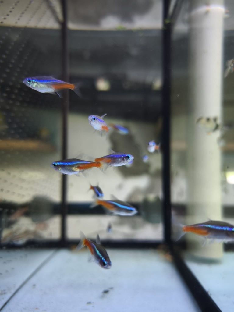 Peixes aquário água quente