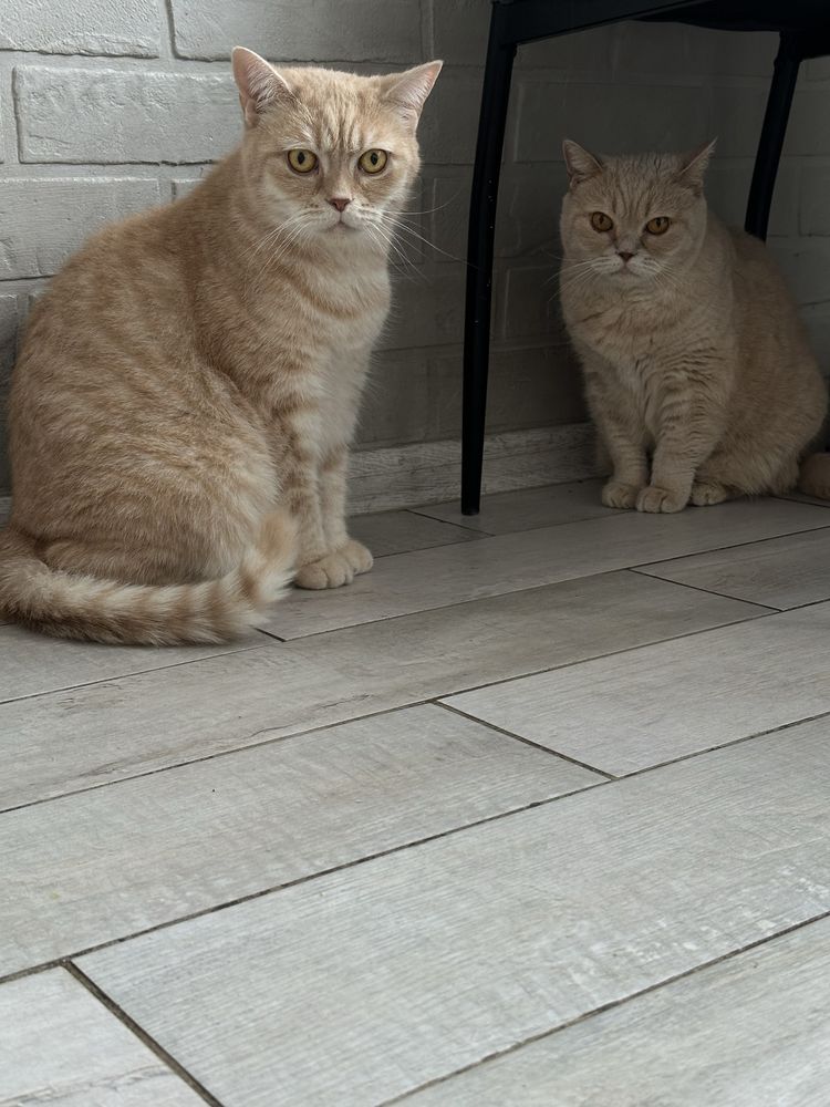 Котик и кошечка только в любящие ручки