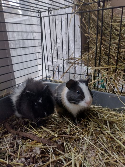 5 miesięczne Świnki morskie.