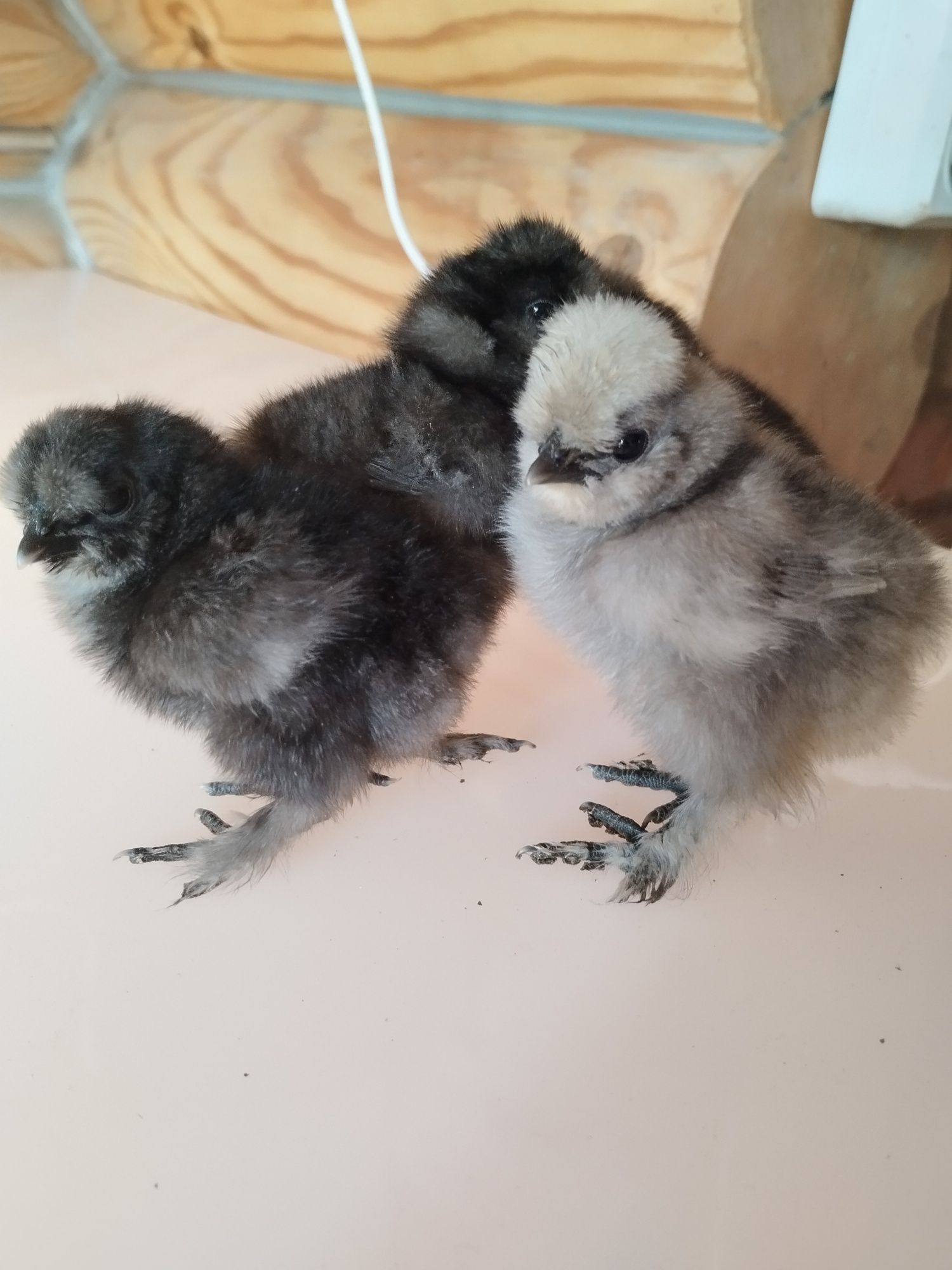 Китайські шовкові ціплята Silkie