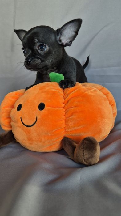 Gotowy do odbioru Chihuahua piesek  śliczny czarny