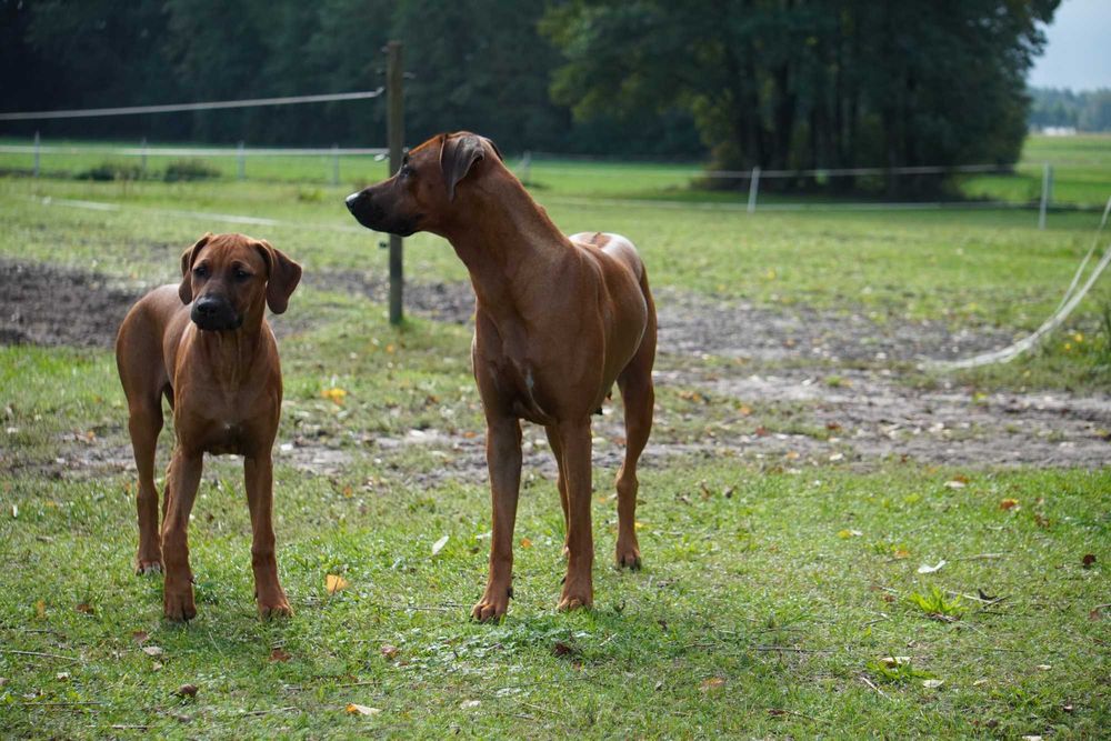 Suczka Rhodesian Ridgeback, szczenię KIBANDA