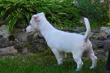 Suczka Jack Russell Terrier