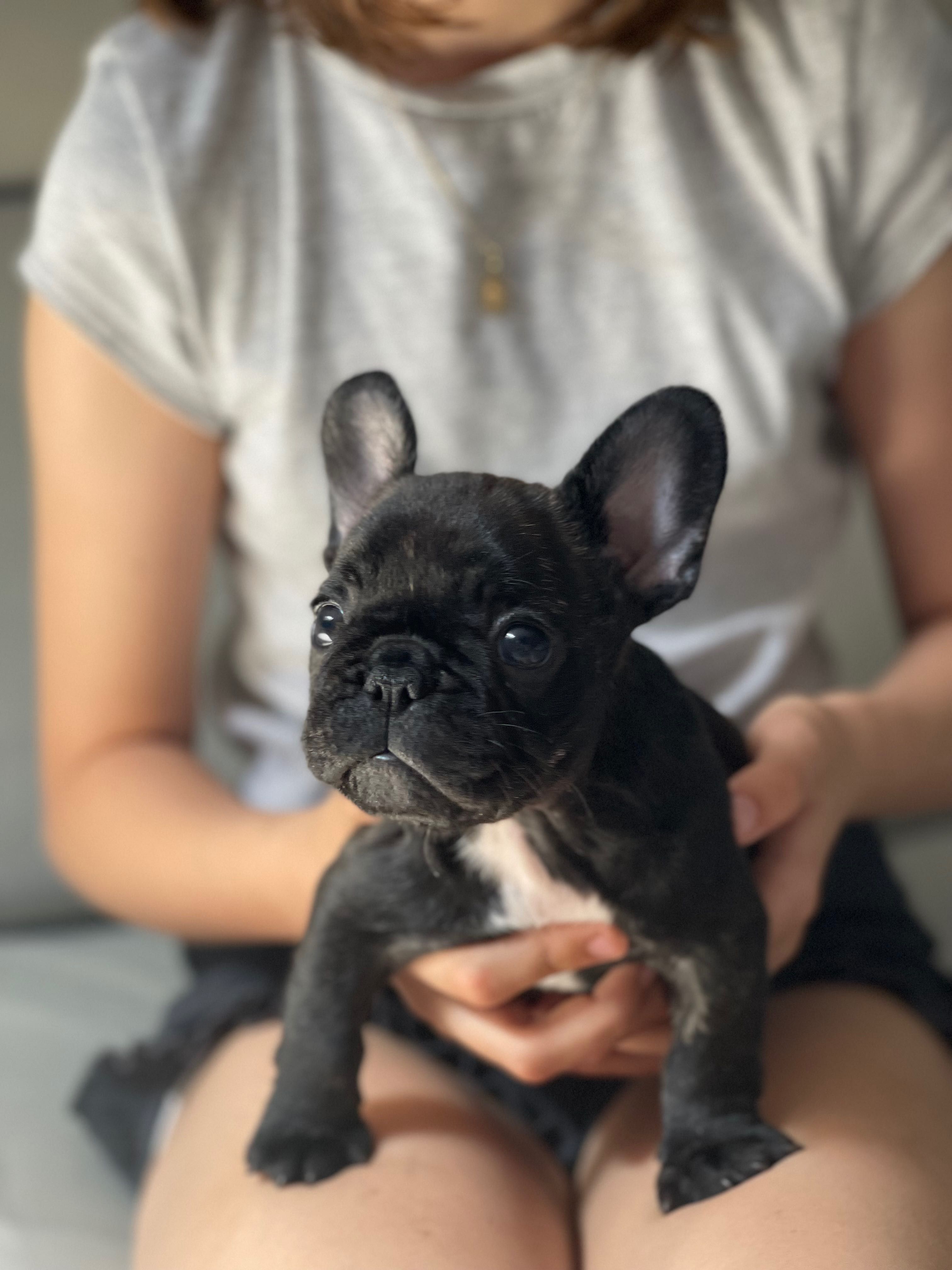 Buldog francuski