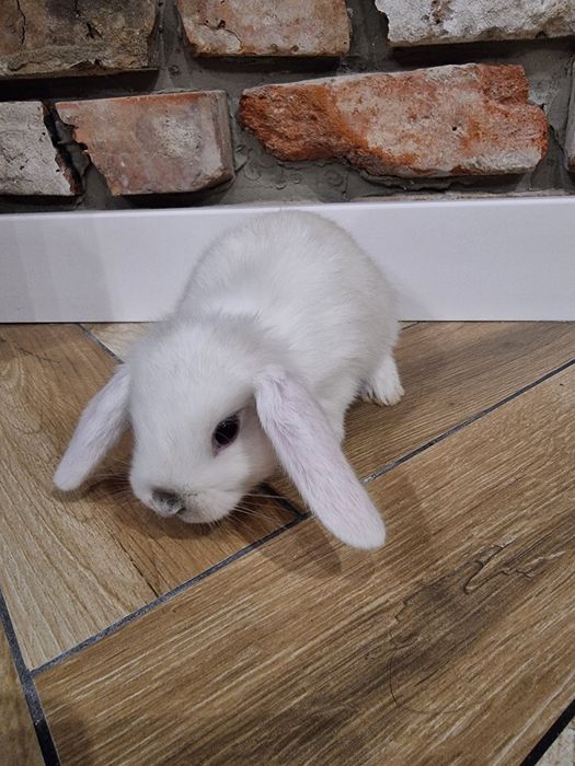 Oddam króliczka baranka