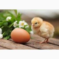 Продаємо інкубаційне яйце птиці.