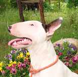 Bullterrier suka FCI