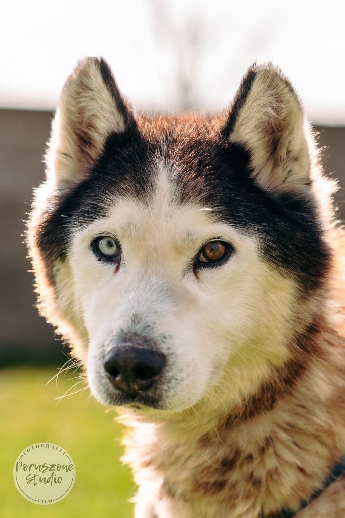 Elton psiak w typie Husky’ego czeka na dom
