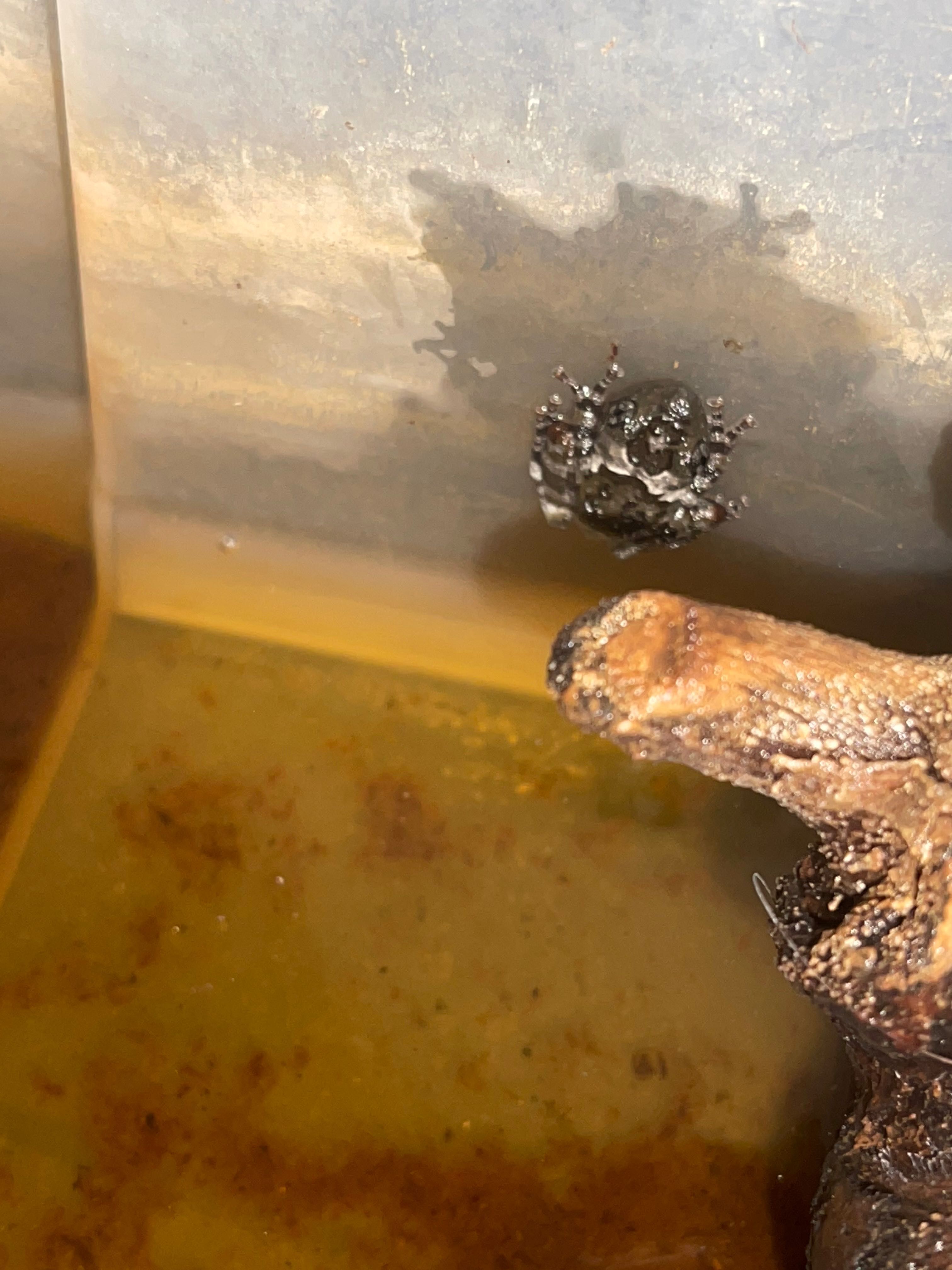 theloderma stellatum