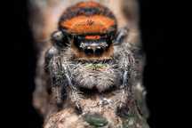 Phidippus regius Soroa L4