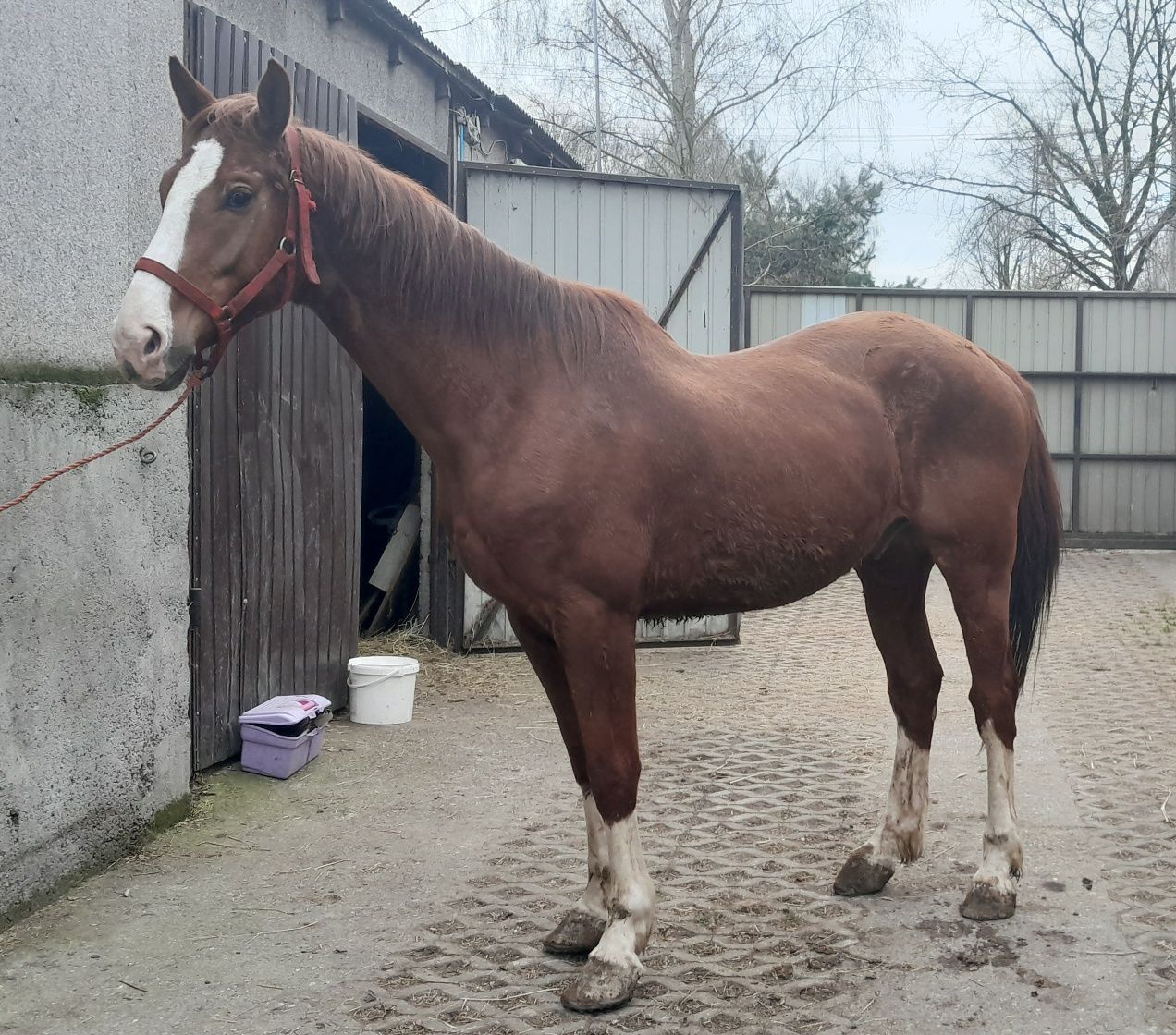 Wałach sp siodło zaprzeg  6lat ok 170cm