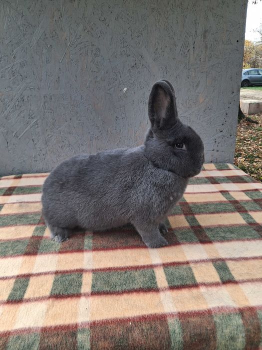 Wiedeński Niebieski