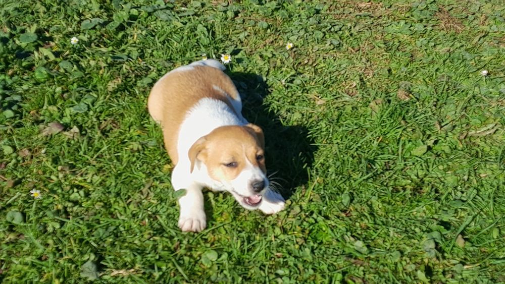 Jack Russell terrier suczka